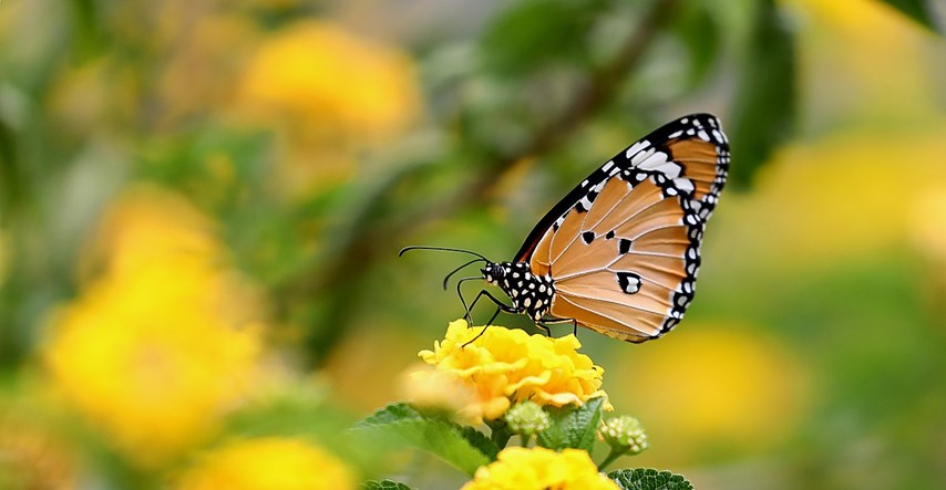 Istraživanje pokazalo da boja leptira može utjecati na njihovo preživljavanje