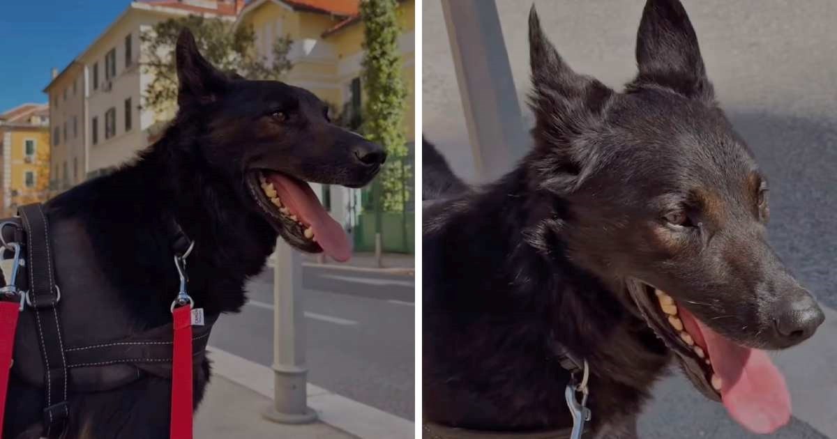 Fred strpljivo čeka svoju obitelj, pomozimo mu pronaći topli dom