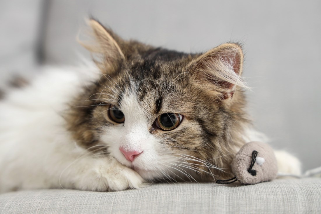 Parfem koji miriše na mačje krzno toliko je tražen da se rasprodao