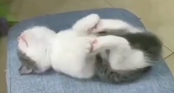 Mačić zaspao radeći pozu joge koja se zove sretna beba