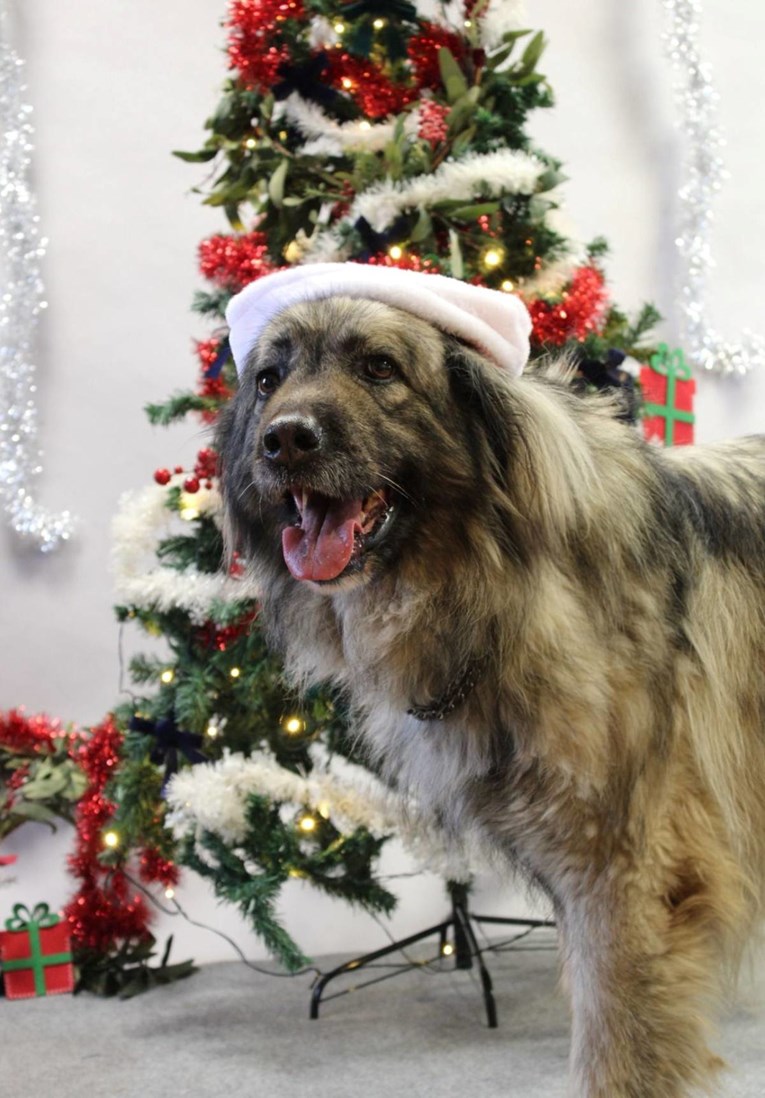 Tužna priča kujice Lili: Nakon gubitka vlasnika traži novi dom