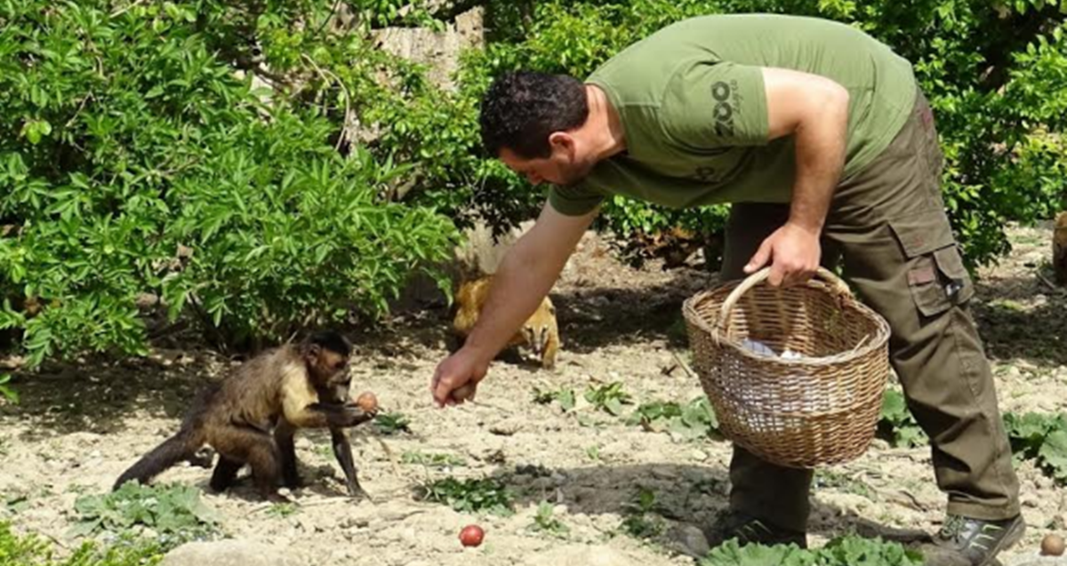 Zekanje u Zagrebačkom zoološkom vrtu
