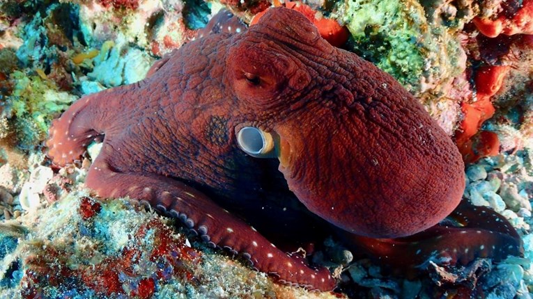 Znanstvenici snimili moždane valove hobotnica: "Nismo vidjeli nešto slično"