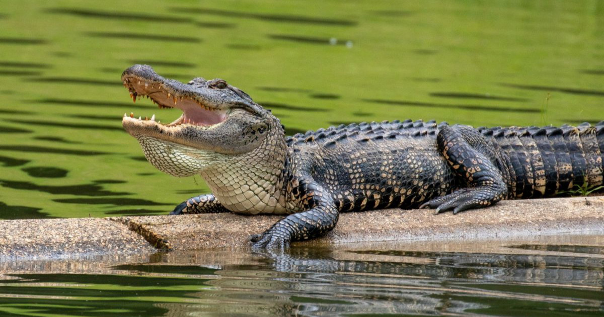 Muškarac pecao na Floridi. Ubio ga aligator