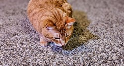 Zašto mačke pokušavaju uhvatiti svjetlost lasera?