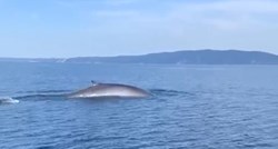 VIDEO Kod Šolte snimljen kit