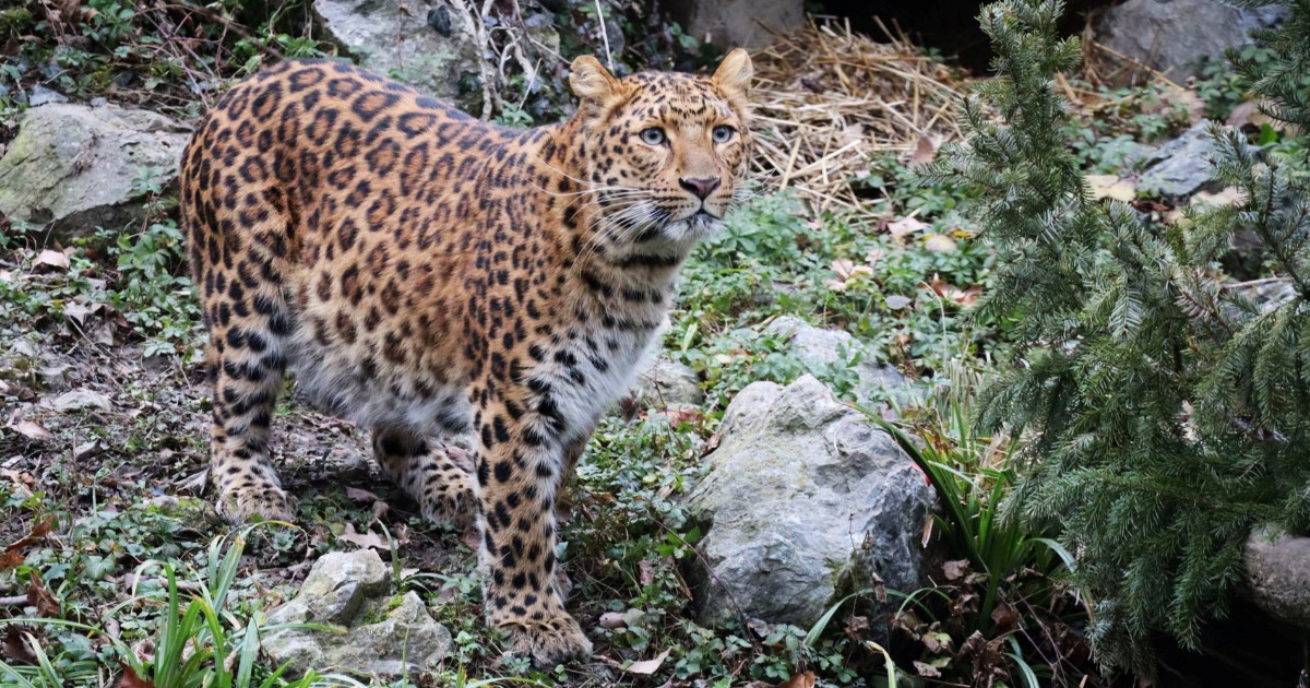 U četvrtak u zagrebačkom ZOO-u životinje dobivaju raskićena božićna drvca