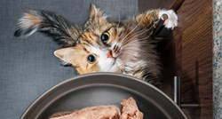 Ovo je ljudska hrana koju mačke ne smiju jesti jer bi im mogla naštetiti