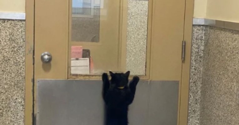 Maca se primila za vrata skloništa i nestrpljivo čeka da je netko udomi