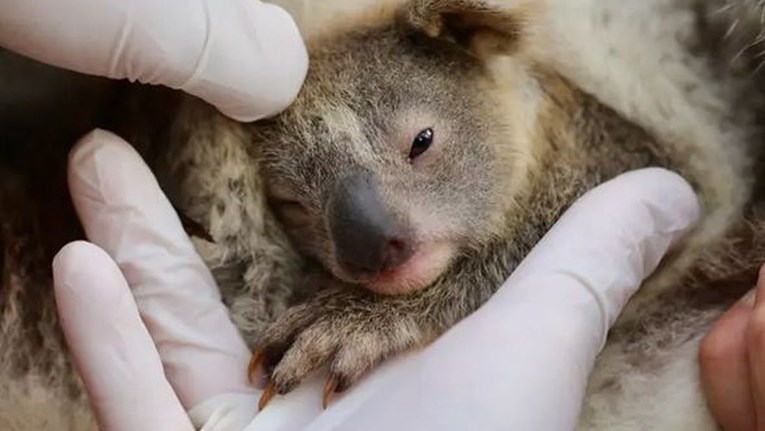 U Australiji se rodila prva koala nakon strašnog požara: "Simbol je nade"