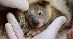 U Australiji se rodila prva koala nakon strašnog požara: "Simbol je nade"