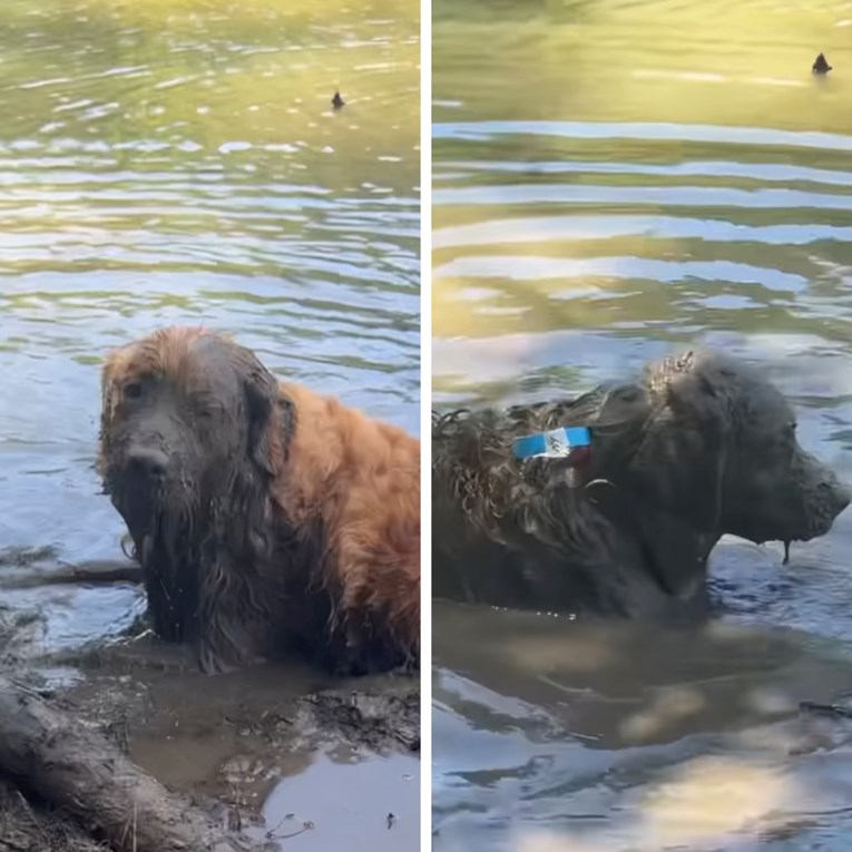 Retriverica ušla u blato i počela se valjati, na kraju je izgledala neprepoznatljivo