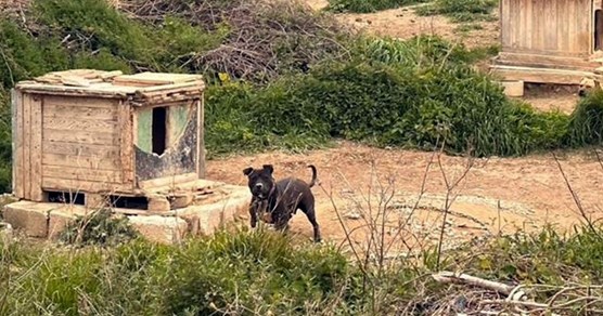 67 pasa i dva vuka u Splitu je držao psihijatar, policija objavila fotografije