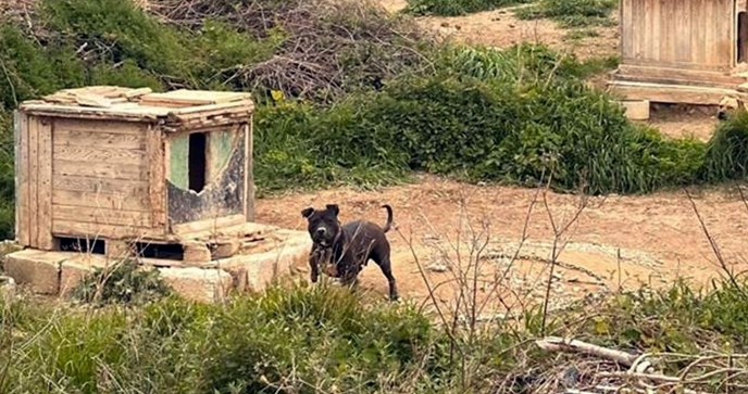 67 pasa i dva vuka u Splitu je držao psihijatar, policija objavila fotografije