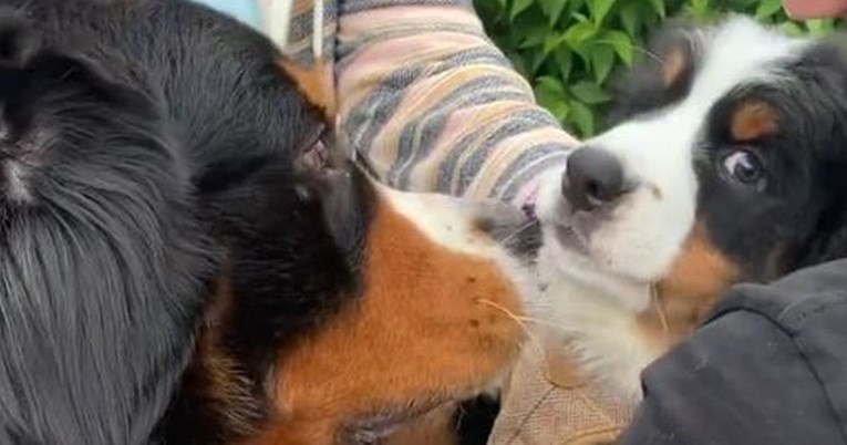 Vlasnici nabavili štenca i upoznali ga sa svojim psom, njihov susret je presladak