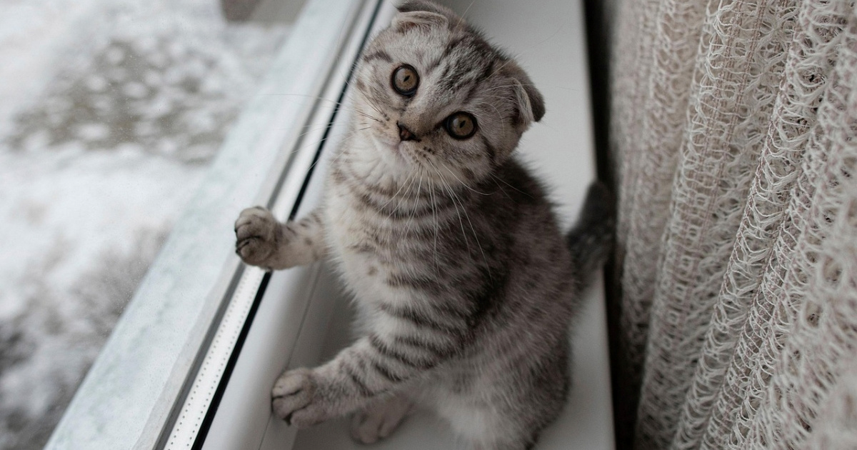 Ovo je 5 najboljih pasmina mačaka za vlasnike početnike prema veterinaru