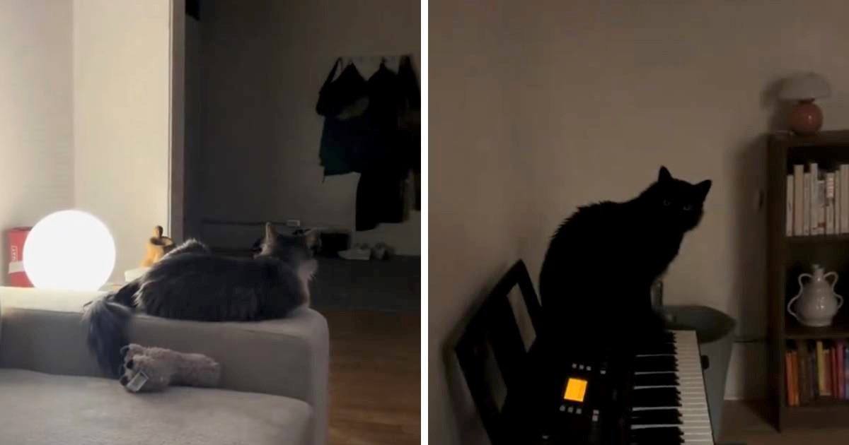 Žena čula jezivu glazbu i bojala se najgoreg, a onda prasnula u smijeh zbog istine