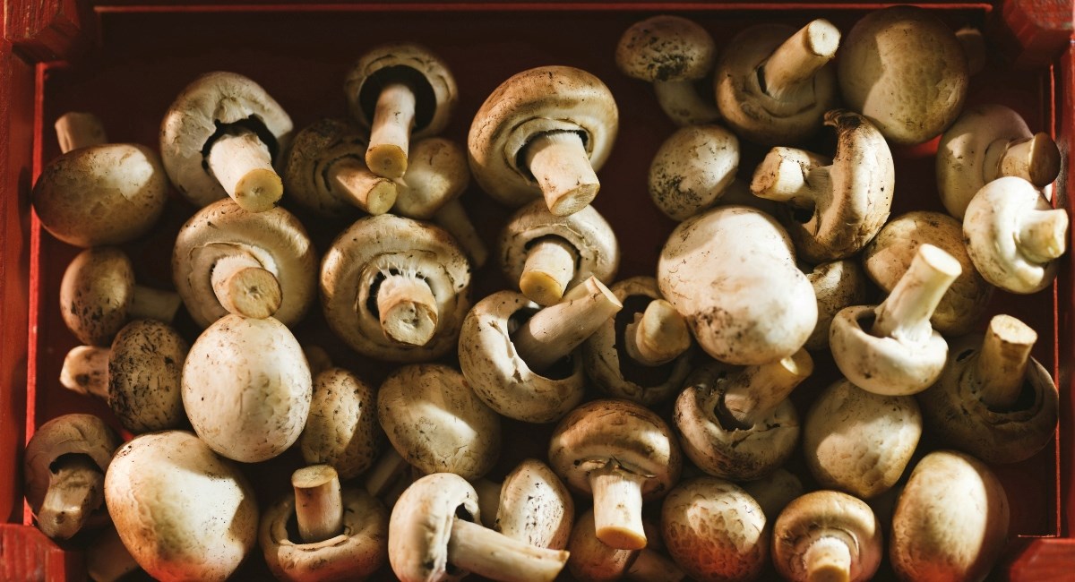 Koliko dugo držati gljive u hladnjaku? Evo pravila za one ubrane i kupovne