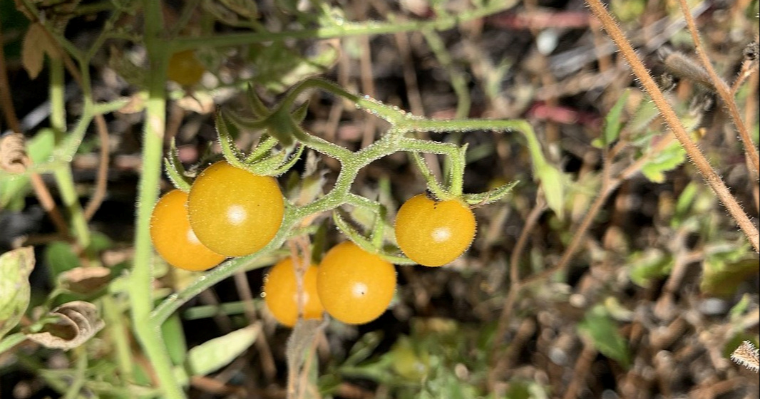 Divlje rajčice s Galapagosa pokazuju znakove "obrnute evolucije"