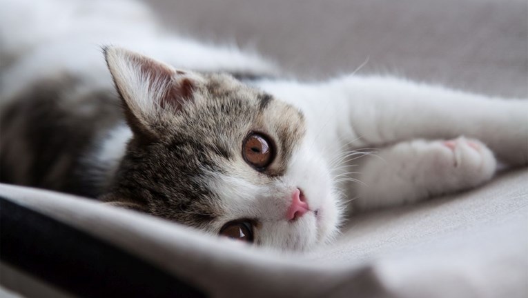 11 nevjerojatnih činjenica o mačkama: Od špijunaže do uništavanja drugih vrsta