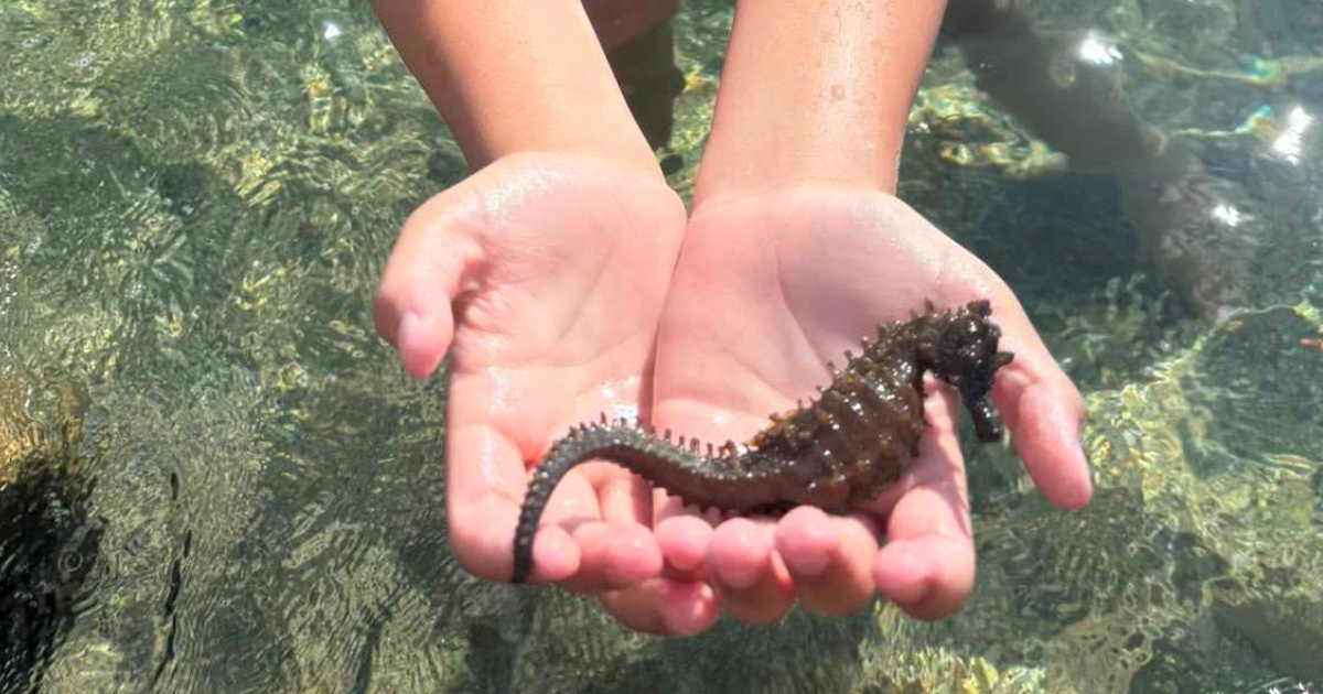Dječak u Starigradu Paklenici pronašao morskog konjica i odmah ga vratio u more