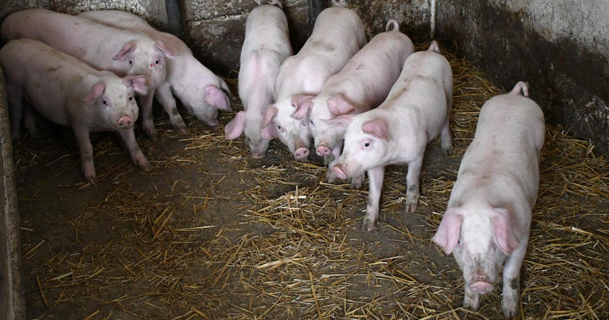 Kreće eutanazija svinja u baranjskoj općini. Uzgajivač u suzama: Propast ćemo