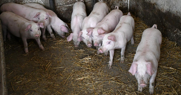 Kreće eutanazija svinja u baranjskoj općini. Uzgajivač u suzama: Propast ćemo