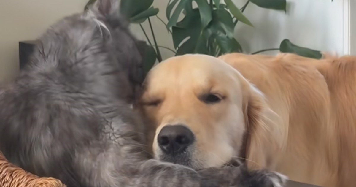 Pas i mačka najbolji su prijatelji, njihova vlasnica podijelila je presladak trenutak