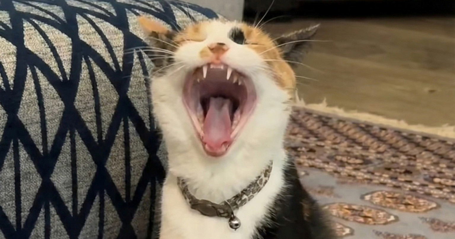 Muslimani snimaju svoje zbunjene i umorne mačke tijekom ramazana, videi su hit