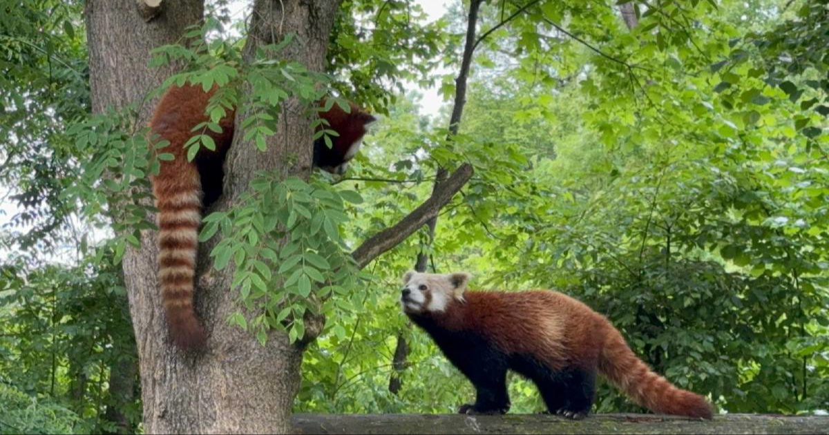 Među crvenim pandama u zagrebačkom ZOO-u rađaju se nove simpatije 🥹