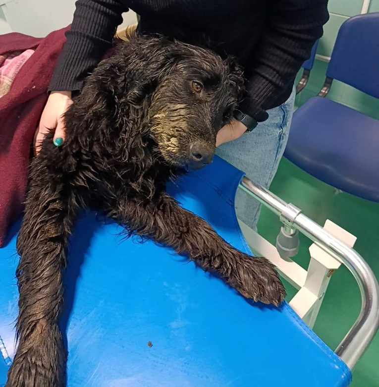 Rokija je, čini se, netko upucao u glavu. U Zagrebu. Treba mu pomoć☹️