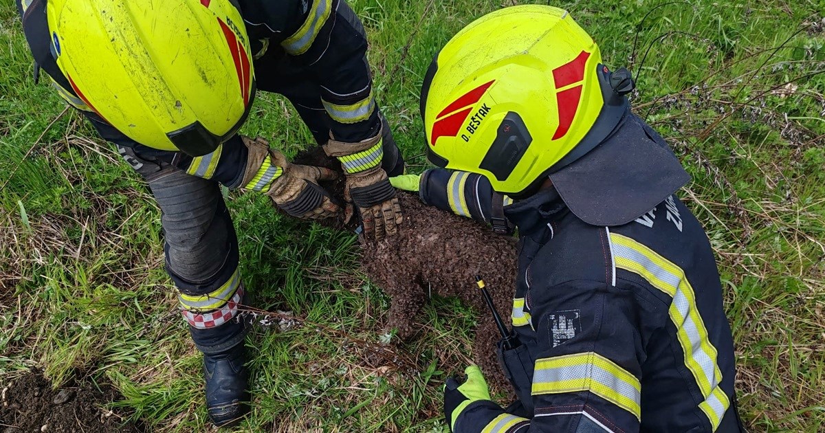 Zagrebački vatrogasci spasili psa koji je upao u šaht