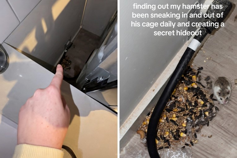 Hrčak se svakodnevno iskradao iz kaveza, vlasnica se šokirala kada ga je pronašla