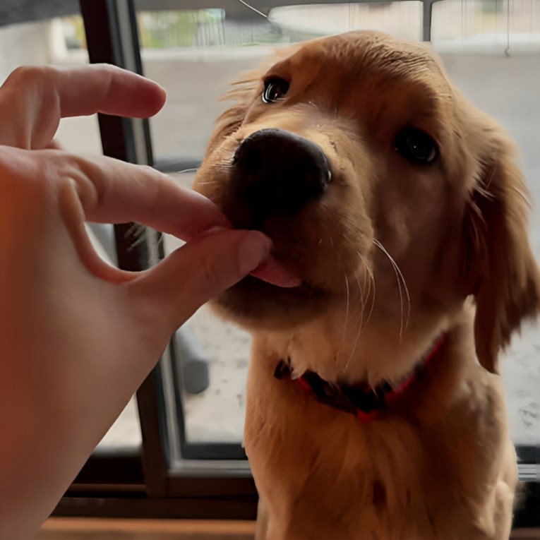 Vlasnica snimila reakciju šteneta koje je prvi put probalo sladoled