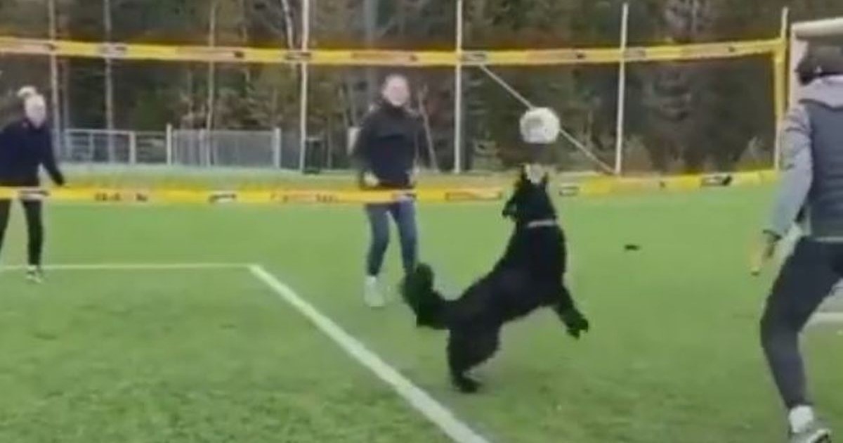 VIDEO Pas zaigrao odbojku s vlasnicima, ljudi pišu: Igra bolje od mene