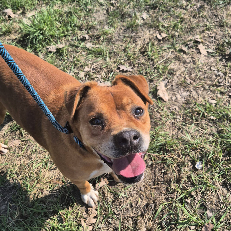 Bobi je već više od tri godine u Dumovcu. Vrijeme je da pronađe zauvijek dom