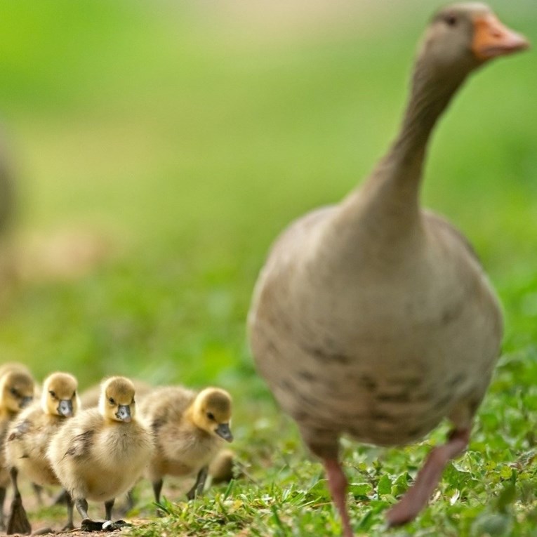 Prisilno tovljenje gusaka je prošlost, znanstvenici dobili foie gras bez okrutnosti