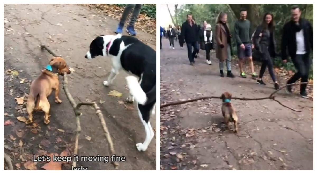 Simpatični jazavčar umjesto štapa ponio cijelu granu. Svi na stazi su mu se sklanjali