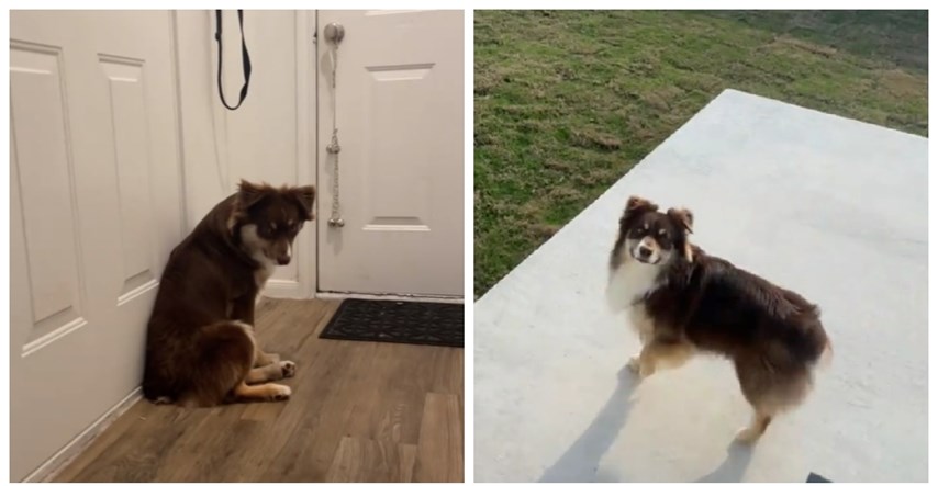 8 mil. pregleda: Pas koji je živio u stanu prvi put ugledao dvorište svog novog doma