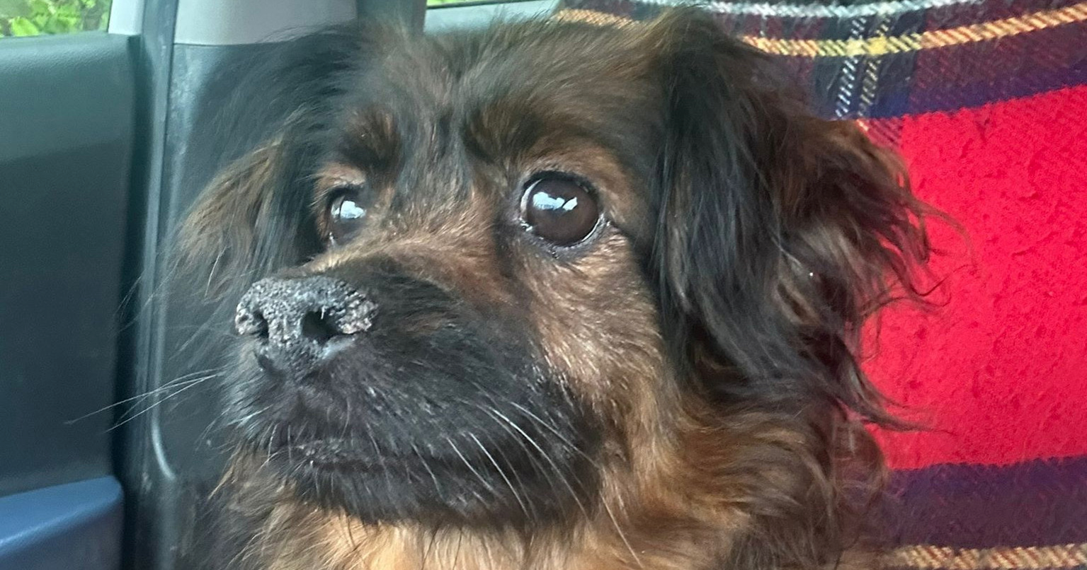 Pas Max koji je u tragediji u Velikoj Gorici izgubio obitelj je kod ljudi koje zna