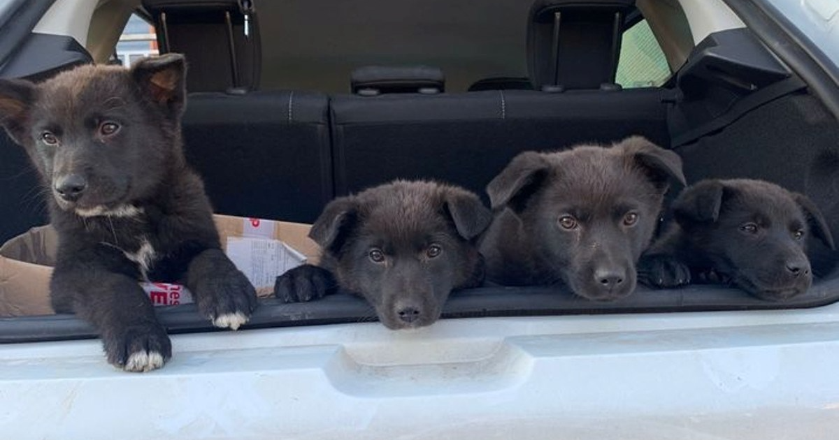 Četiri štenca, Ksemba i njena omiljena igračka te preslatki Ari traže dom