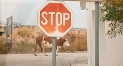 Prizor na cesti prema Trogiru postao hit na Fejsu, mnogi su se sjetili bika Jerryja