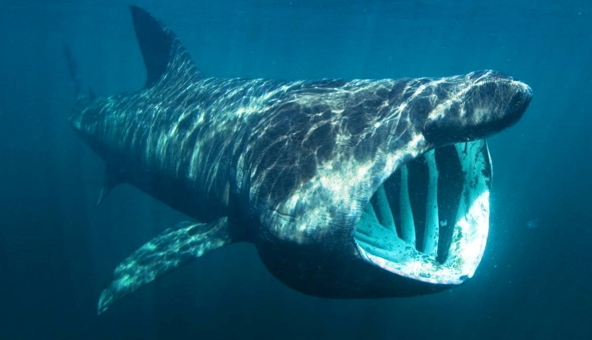 VIDEO Brodica udarila ugroženog morskog psa. Na leđima imao kameru za praćenje