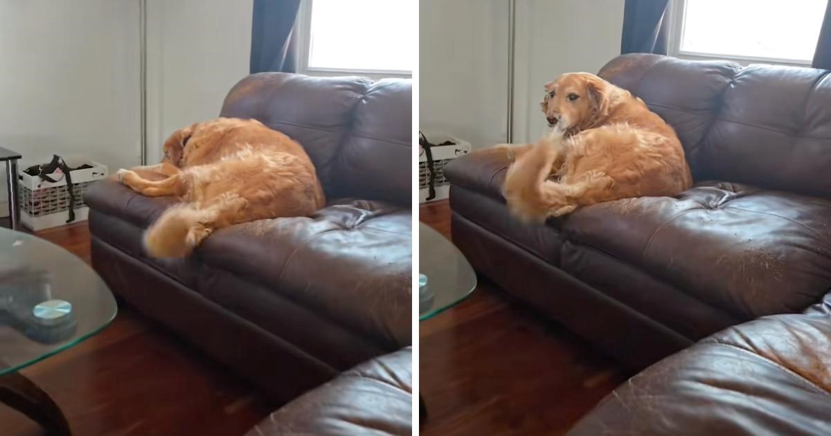 Žena nije sjela pokraj psa na kauč kako to inače čini, njegova reakcija dirnula mnoge