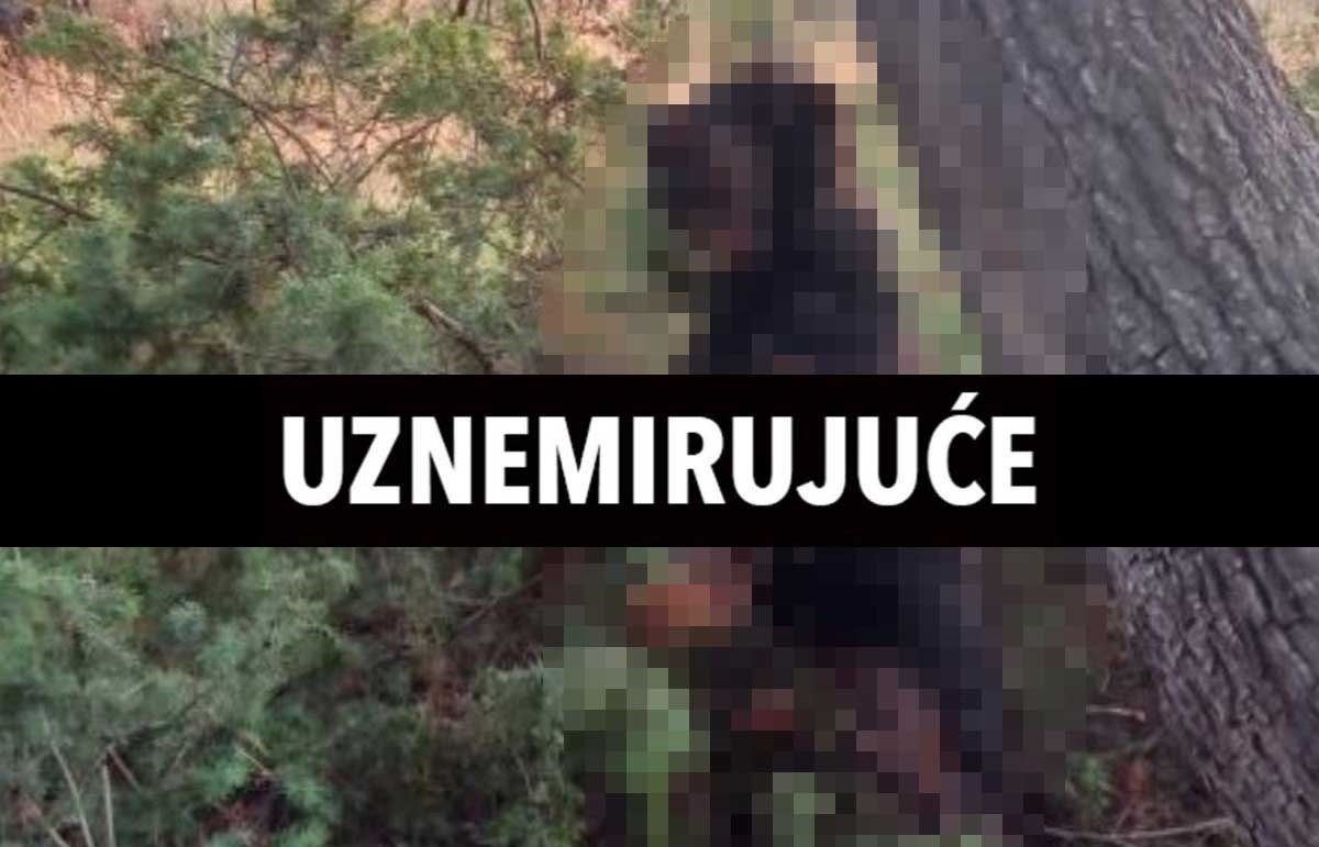 Netko je kod Zadra objesio rotvajlera