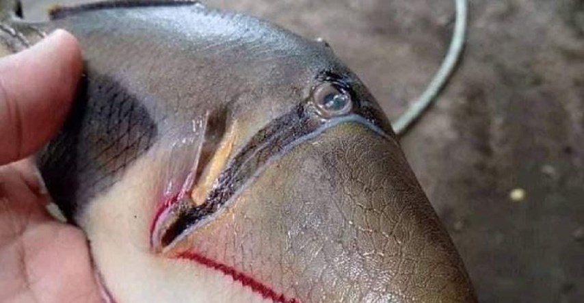 Fotka bizarne ribe postala hit: "Ima bolje usne nego ja"