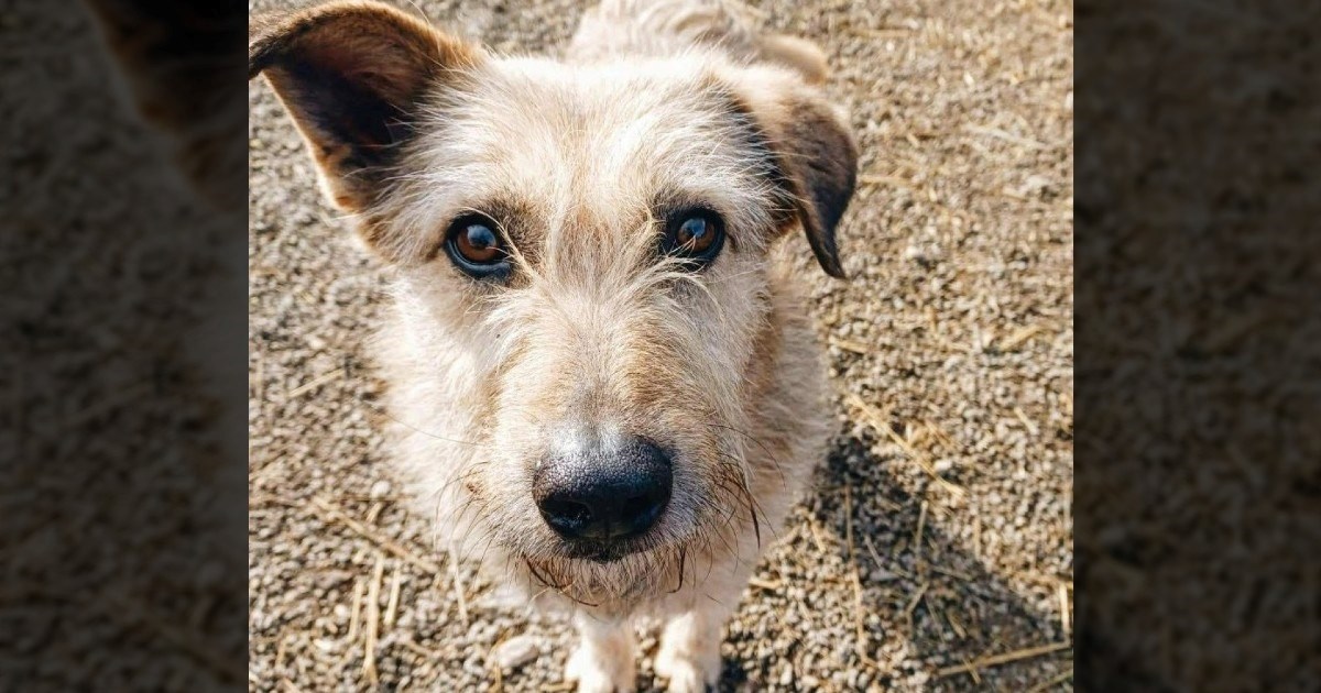 Čupavi Amigo čeka svoj dom: Najveći pozitivac azila traži obitelj punu ljubavi