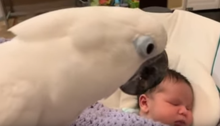 Papiga se prvi put susrela s bebom pa napravila nešto preslatko