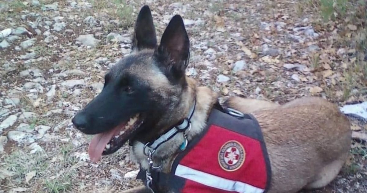 "Hvala ti na svim lijepim zajedničkim trenucima": Uginula Luna, potražni pas HGSS-a