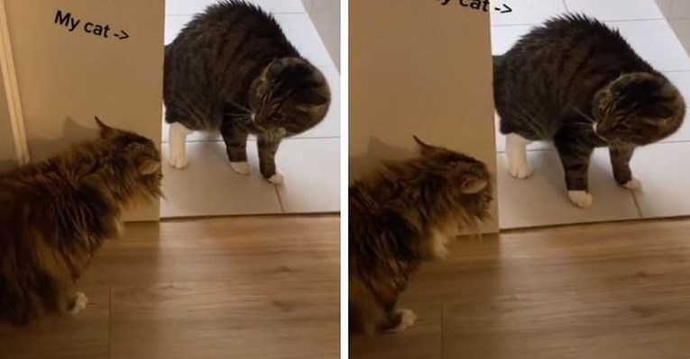 Vlasnici mačku upoznali s drugom mačkom, njena reakcija zabrinula je komentatore